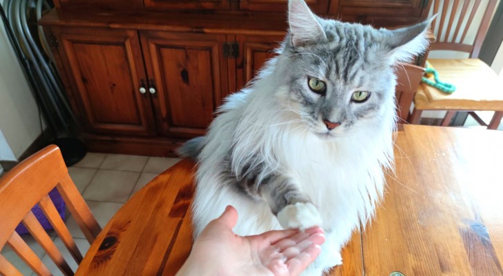 Experiment to do at home: find out if your cat is right- or left-handed
