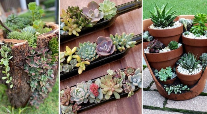 Fioriere di piante succulente: 12 graziose proposte fai da te da interno e da esterno