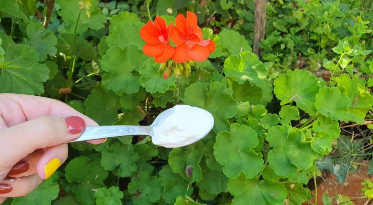 Fertilizzante fai-da-te con un ingrediente di cucina: le tue piante saranno forti e vigorose