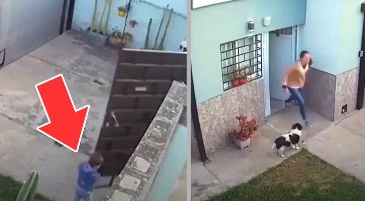 Bambino scappa di casa, ma i cani di famiglia fanno qualcosa di sensazionale per aiutarlo (+ VIDEO)