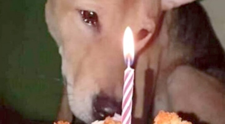 Dopo l'adozione riceve la sua prima festa di compleanno: la reazione del cane è commovente