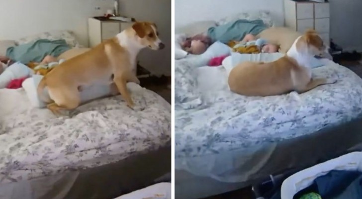La reazione della cagnolina durante il terremoto dimostra quanto ami le sue due padroncine