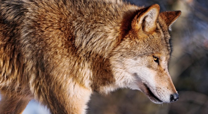 Hoe je je moet gedragen als je een wolf tegenkomt: door dit te weten kun je je leven redden