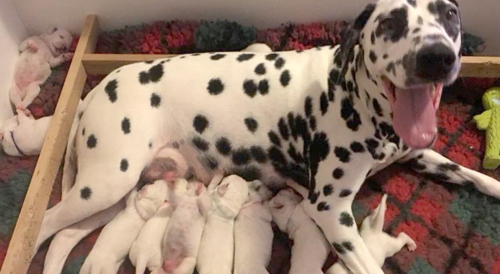 La carica dei 101 esiste... questa mamma e i suoi numerosi cuccioli ne sono la prova (+ VIDEO)
