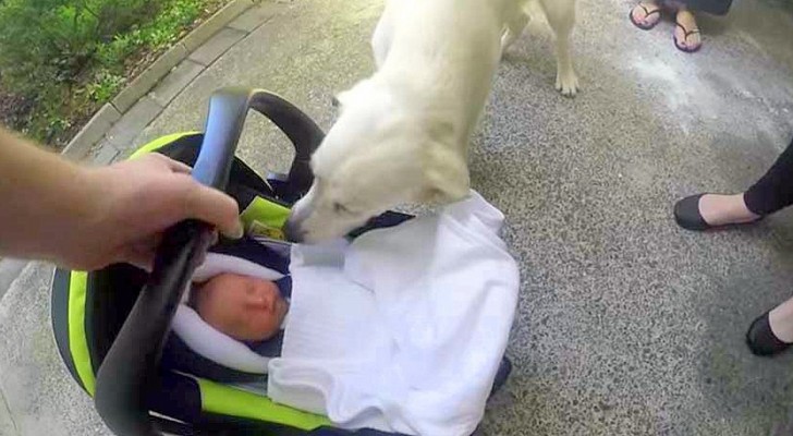 The parents take their newborn baby home, the dog's reaction is BEYOND their expectations