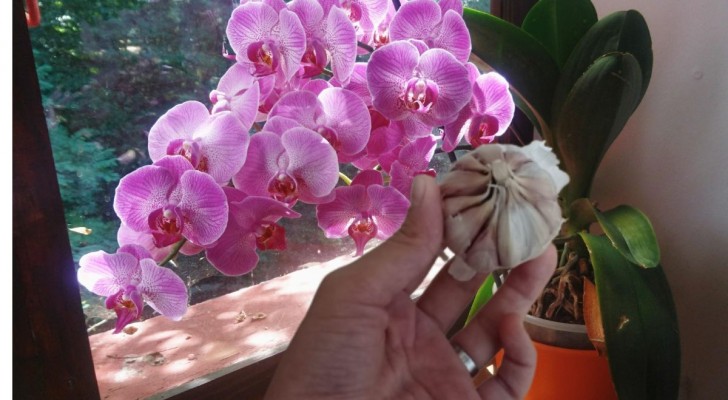 Vivaisti e giardinieri mantengono sane e prospere le orchidee utilizzando l'aglio