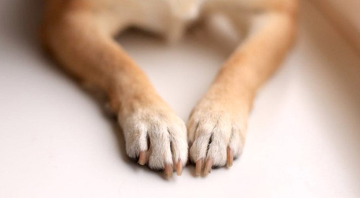 Il tuo cane si rosicchia le unghie? Ecco quali potrebbero essere le cause