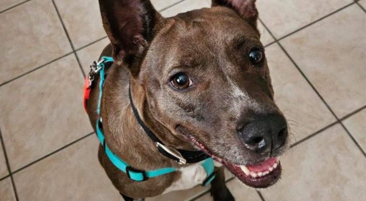 Aspetta 566 giorni prima di essere adottato: l'emozionante storia del cane più anziano del rifugio