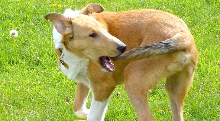 Il tuo cane si morde la coda? Ecco 7 possibili motivi per cui lo fa