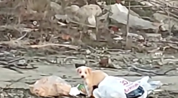 Cucciolo si aggira tra i rifiuti ma poi vede i suoi soccorritori avvicinarsi e reagisce (+VIDEO)