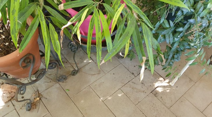Cancella i segni lasciati dai vasi di piante sul pavimento del balcone con semplici rimedi fai-da-te