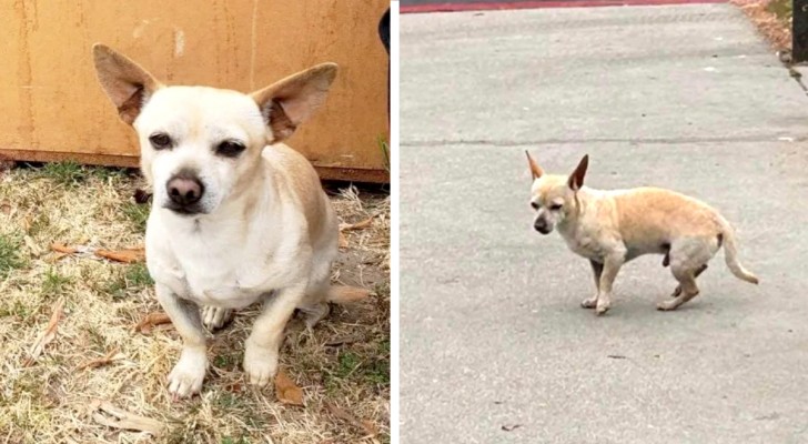 cane abbandonato per strada aspetta i suoi padroni