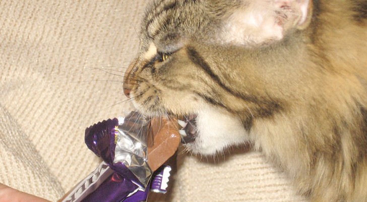 I gatti possono mangiare il cioccolato oppure no?