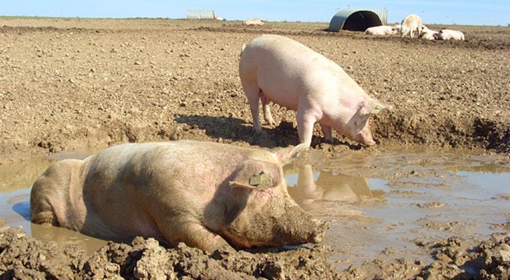 Perché i maiali sono soliti rotolarsi nel fango? Ecco le ragioni dietro a questo comune gesto