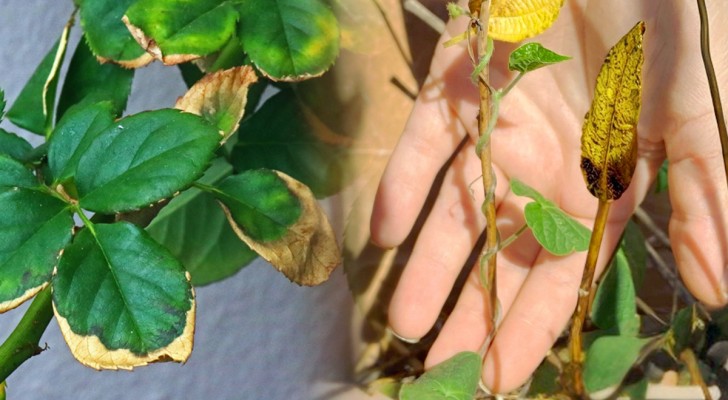 Piante secche o bruciate: il rimedio per cercare di salvarle e farle rinverdire
