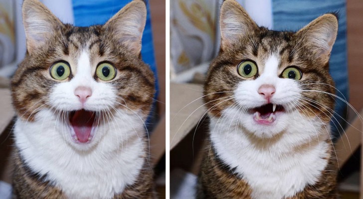 Questa gatta riesce a fare delle espressioni "facciali" che sembrano umane, perfino le linguacce