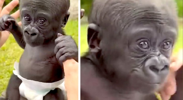 Tenero cucciolo di gorilla con il pannolino