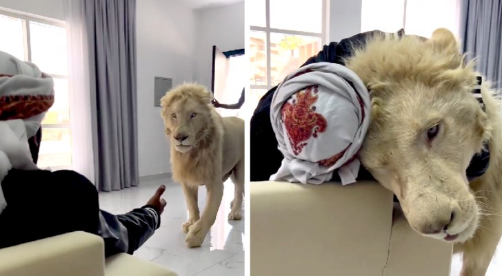 I leoni sono animali aggressivi oppure no? Queste immagini sono la risposta che cercavate (+VIDEO)