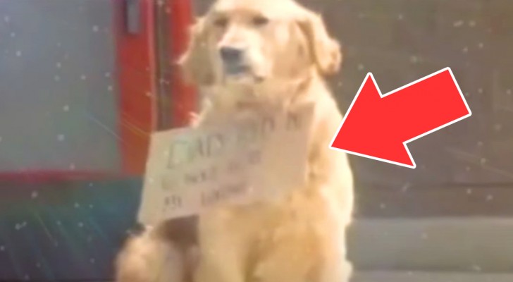 Un cane è fermo con un cartello appeso al collo: i passanti non possono fare a meno di fermarsi a leggerlo