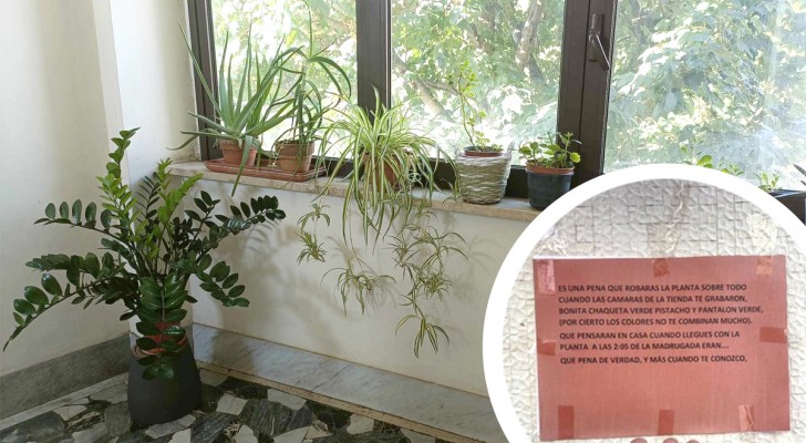 Thief steals a plant in a block of flats: the owner gets revenge