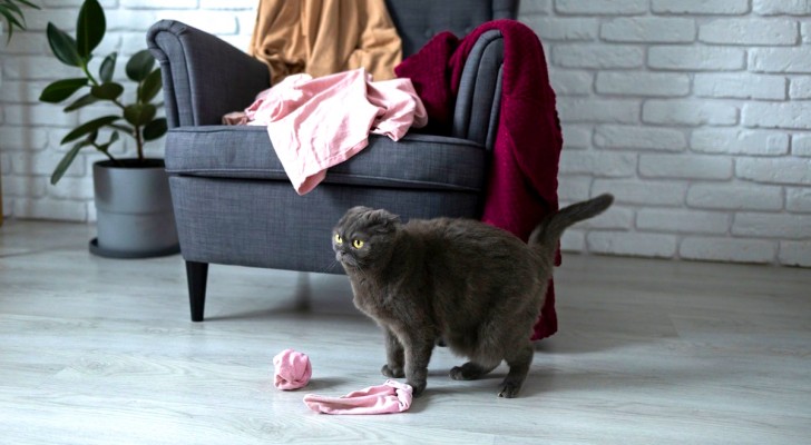 Perché i gatti tendono a "buttare giù" gli oggetti che si trovano vicino a loro?