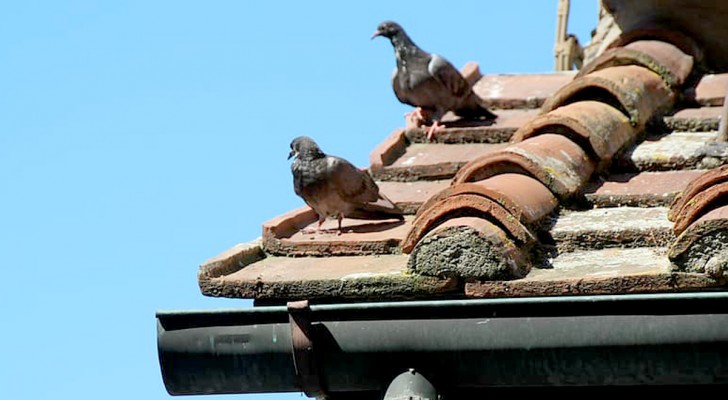 Don't know how to chase pigeons away? Try this method and you will solve this problem