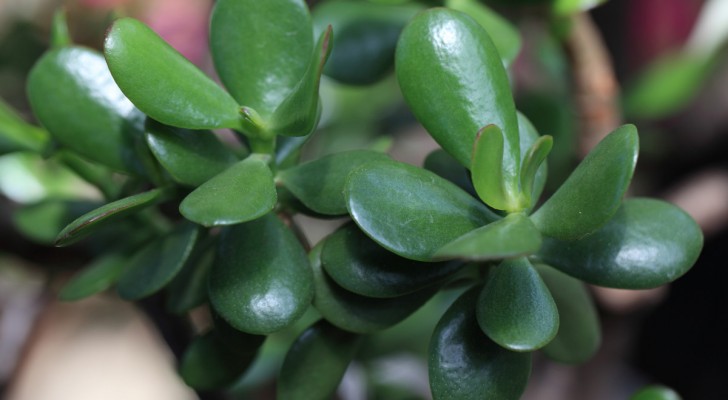 L'arbre de jade : la plante à la mode qui porte chance, mais pourquoi ?