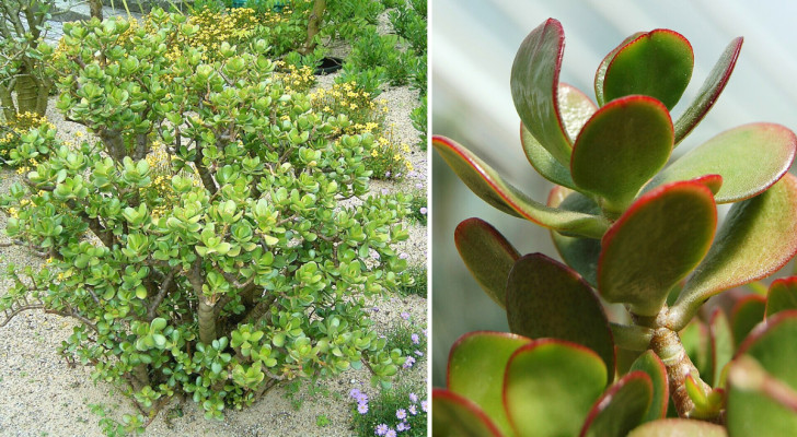 L'arbre de jade : la plante à la mode qui porte chance, mais pourquoi ?
