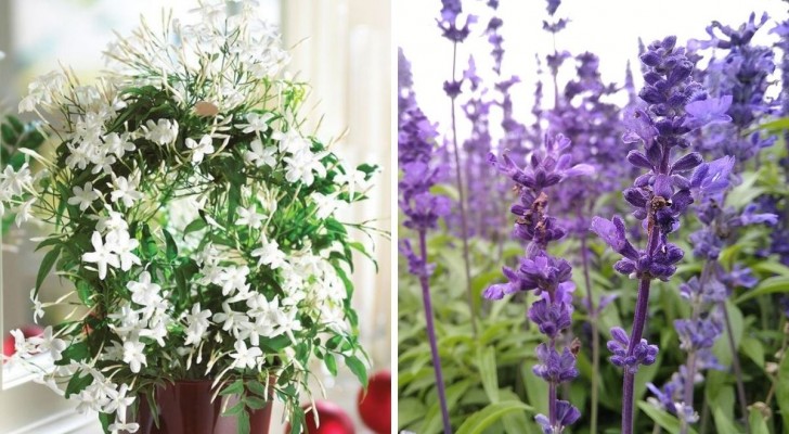 10 aromatische Pflanzen, die Ihr Zuhause ständig parfümieren, und eine besondere Ergänzung