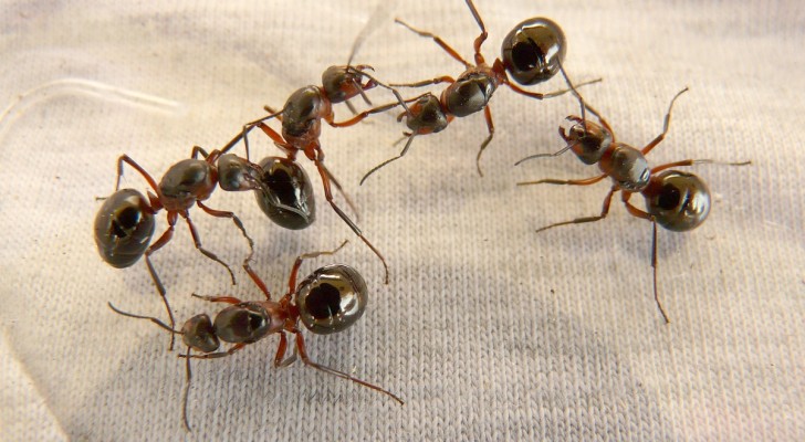 Scacciare le formiche da casa in modo naturale: la spezia natalizia ti viene in aiuto