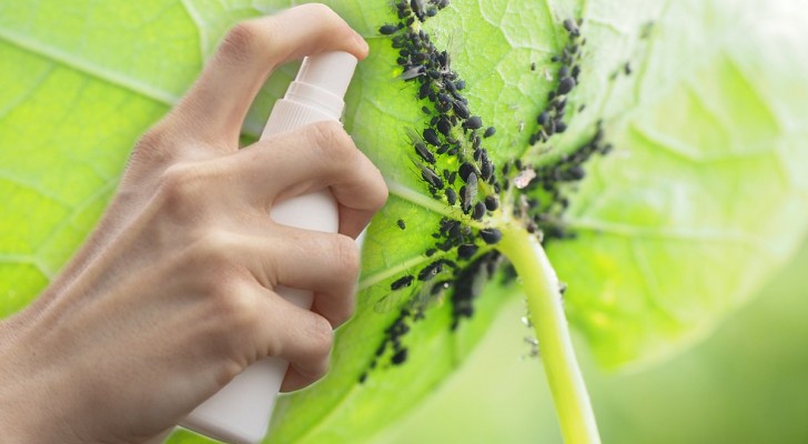 Addio insetticidi: ecco i rimedi contro gli afidi tutti naturali