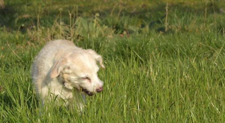 Se il cane mangia troppa erba potrebbe nascondere un problema: quando preoccuparsi