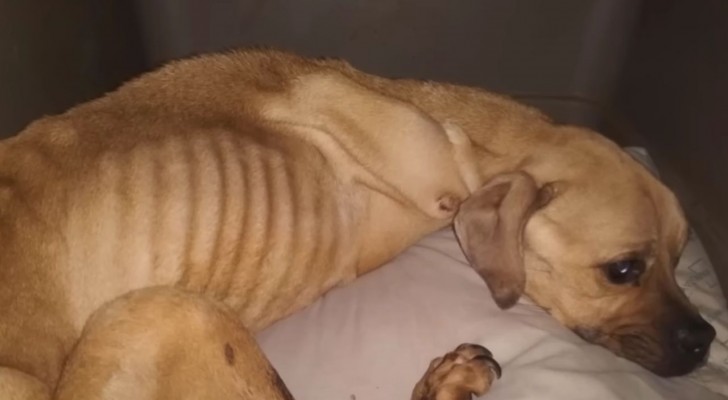 cagnolina pelle e ossa