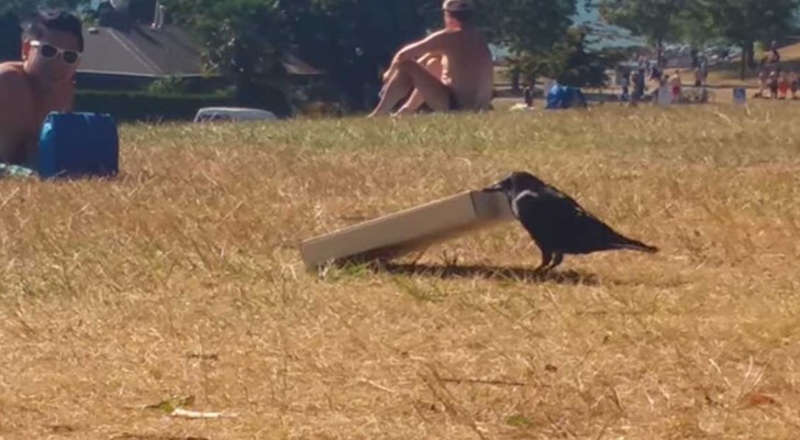 They start filming a crow struggling with a pizza box: what it does next is BRILLIANT!