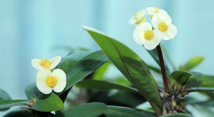 Christusdoorn: welke je moet kiezen en hoe je deze prachtige plant kunt laten groeien