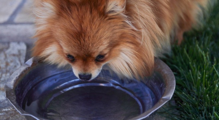 Hur ofta ska hundens skål diskas? Många gör det för sällan