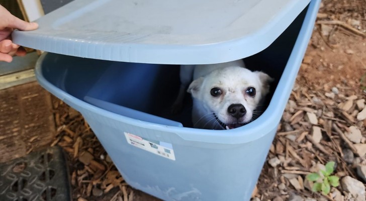 Cane abbandonato in un secchio di plastica: la triste storia di Clover