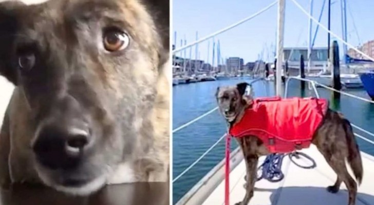 Abbandonata in Portogallo, la cagnolina Lyvia scopre la gioia di vivere a bordo di una barca
