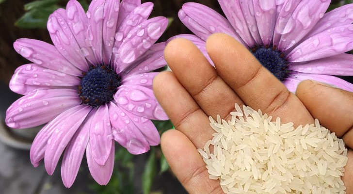 Les plantes et les fleurs n'ont jamais été aussi belles avec cet engrais naturel qui se trouve dans votre garde-manger