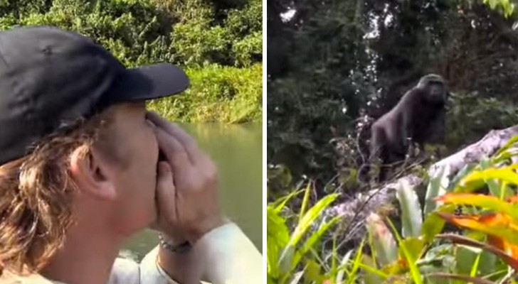 escued a gorilla and released him five years ago in the jungle: here is how he reacts when he goes looking for him