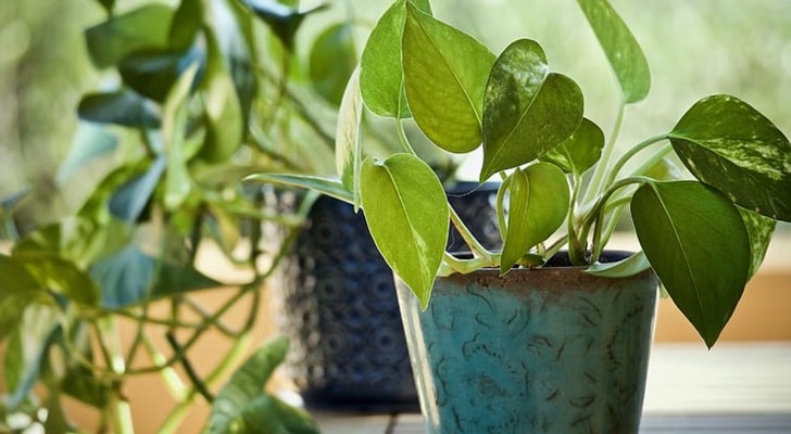 Du kanske har växter i ditt hem som bringar otur: ta reda på vilka med Feng Shui