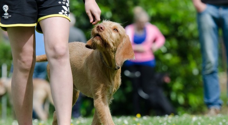Come addestrare il tuo cane a rispondere al comando “Vieni”: cosa fare e consigli pratici