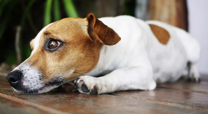 Lasciare il tuo cane solo in casa: 4 consigli per addestrarlo a rimanere tranquillo
