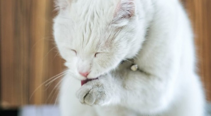 Perché il gatto si lecca le zampe: le ragioni più comuni e cosa fare