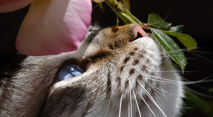Perché il gatto annusa il tuo respiro? Scopri il segreto di questo comportamento insolito