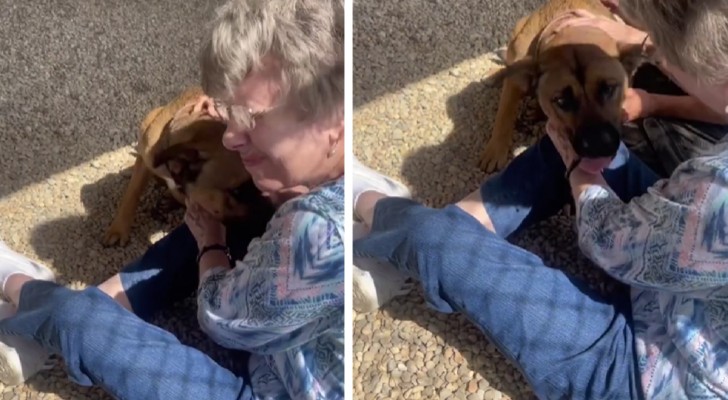 donna adotta cane marrone
