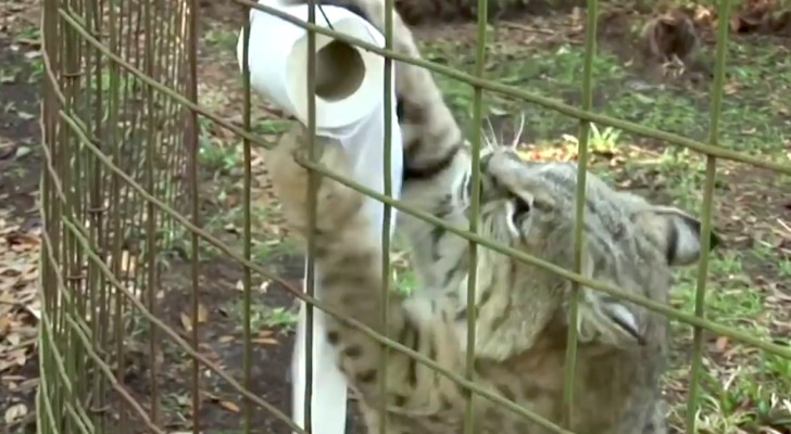 Here's what happens when you give a box or some toilet paper to a big "cat" ...