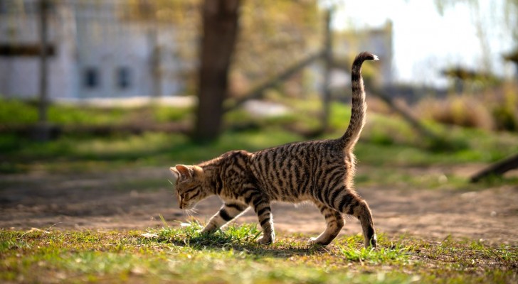 Quali sono i motivi per i quali i gatti tendono a scappare di casa?
