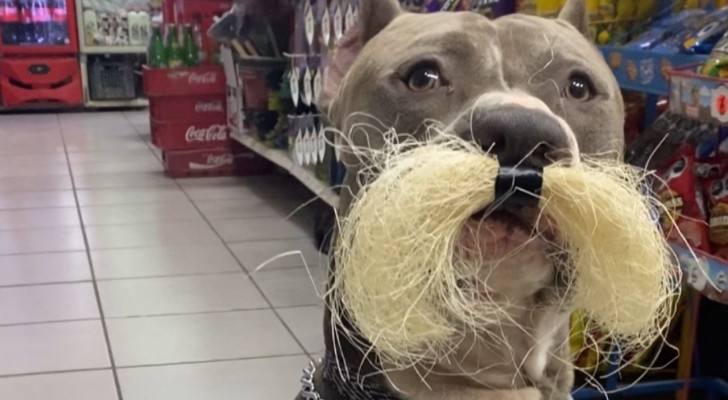 Questo cane è il vero motivo per cui i clienti entrano nel negozio a fare compere
