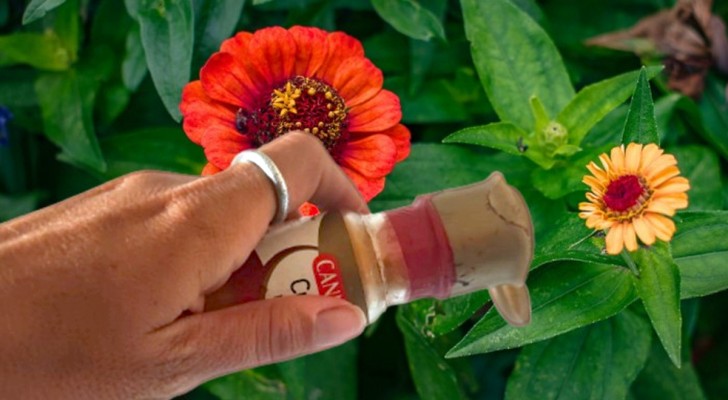 La cannelle est un allié précieux pour votre jardin : voici pourquoi et comment l'utiliser sur les plantes